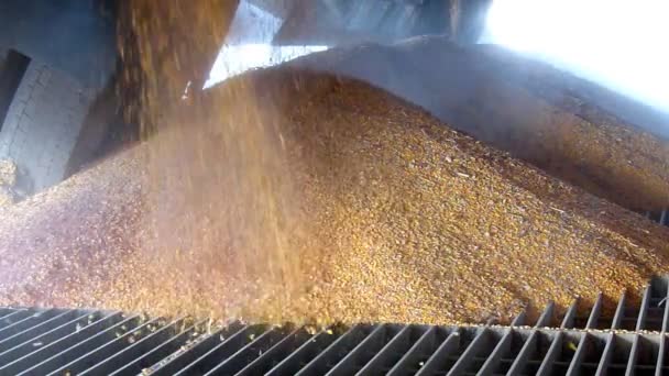 Descarga de grano de maíz del remolque tractor en un silo — Vídeos de Stock