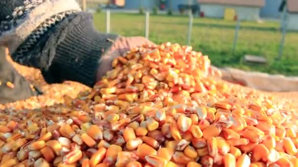 Corn grain in a hand after good harvest — Stock Video