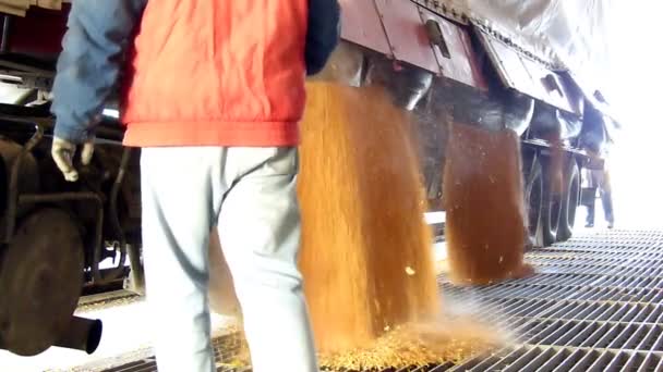 Unloading corn grain from the tractor trailer in a silo — Stock Video