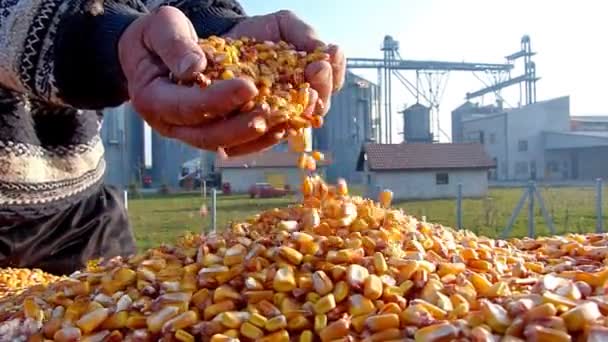 Ziarna kukurydzy w rękę po dobrych zbiorów — Wideo stockowe