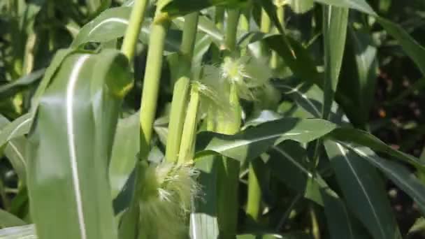 Green Corn Field — Stock Video