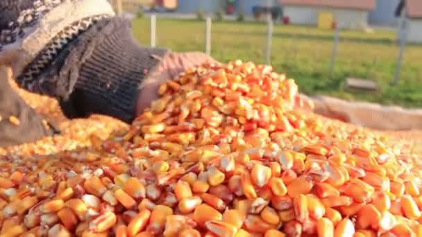 Grão de milho em uma mão depois da boa colheita — Vídeo de Stock