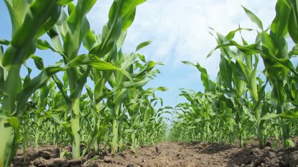 Зеленое поле кукурузы — стоковое видео