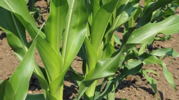 Campo de maíz verde — Vídeos de Stock
