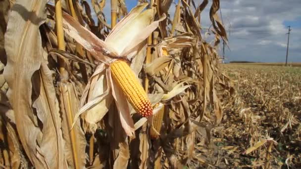 Ripe corn in the field — Stock Video