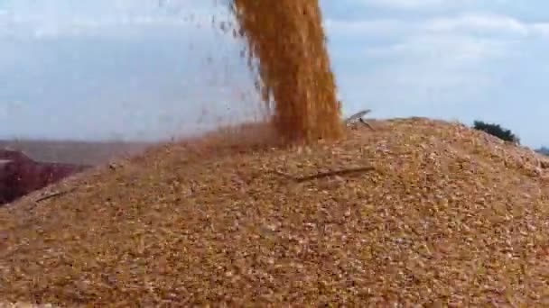 Урожай кукурузы, Комбинат в действии — стоковое видео