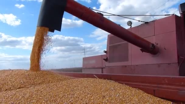 Збирання врожаю кукурудзи, З'єднання в дії — стокове відео