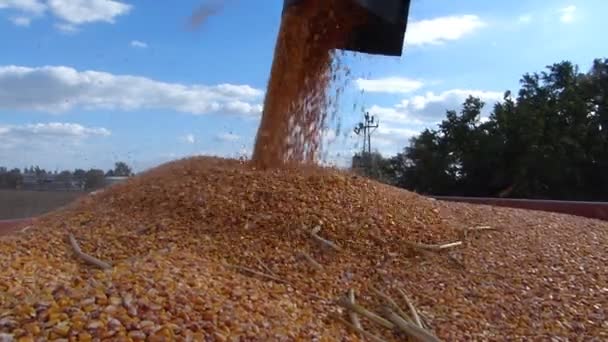 玉米收获，联合收割机在行动 — 图库视频影像