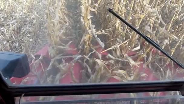 Colheita de milho câmera lenta — Vídeo de Stock