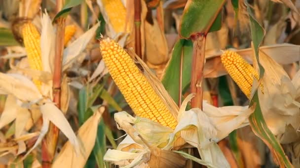 Ripe corn in the field — Stock Video