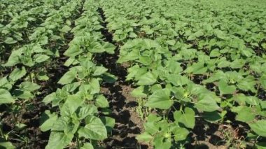 yeşil alan ayçiçeği