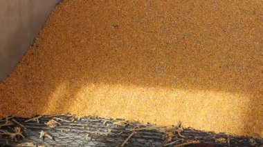 Mısır silo yükleme