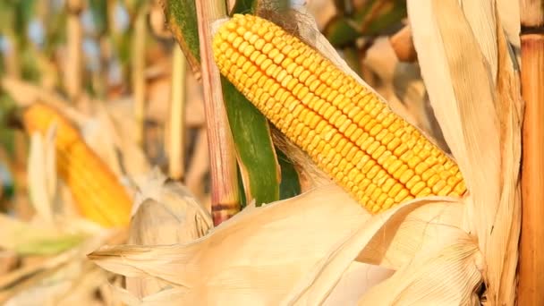 Зрізати кукурудзу в полі — стокове відео