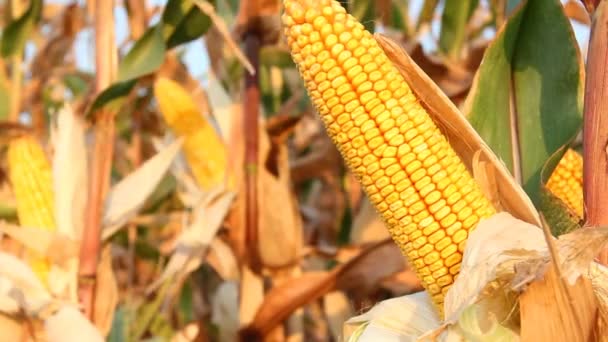 Ripe corn in the field — Stock Video