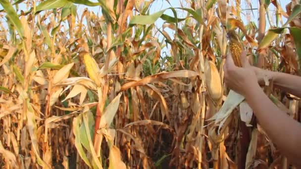 Contadino che controlla campo di grano — Video Stock