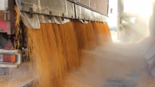 Verladen von Mais in das Silo — Stockvideo