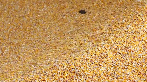 Загрузка кукурузы в бункер — стоковое видео
