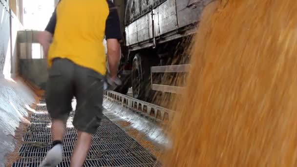 Maïs in de silo geladen — Stockvideo