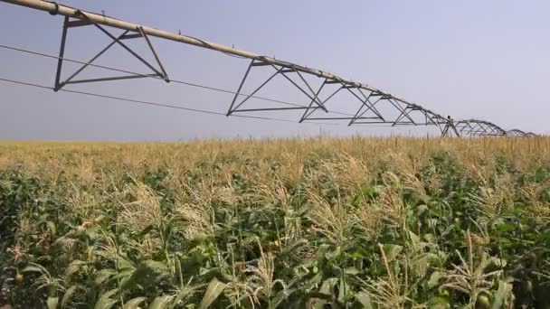 Орошение кукурузного поля — стоковое видео
