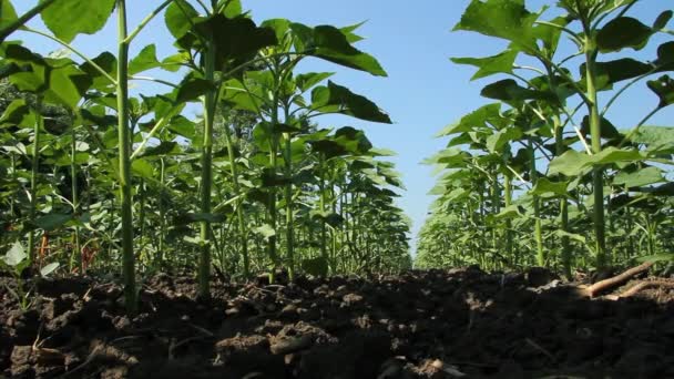 Groene zonnebloem veld — Stockvideo