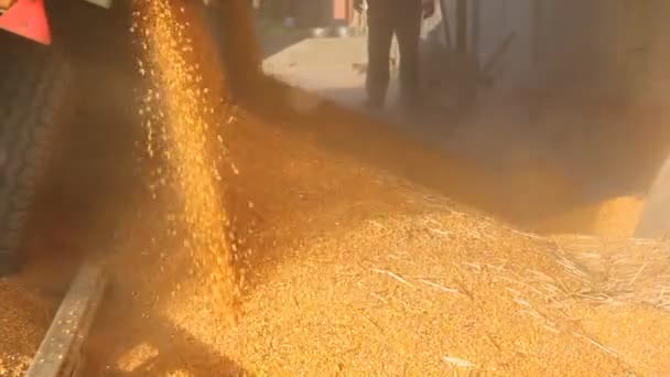 Loading Corn into the Silo — Stock Video