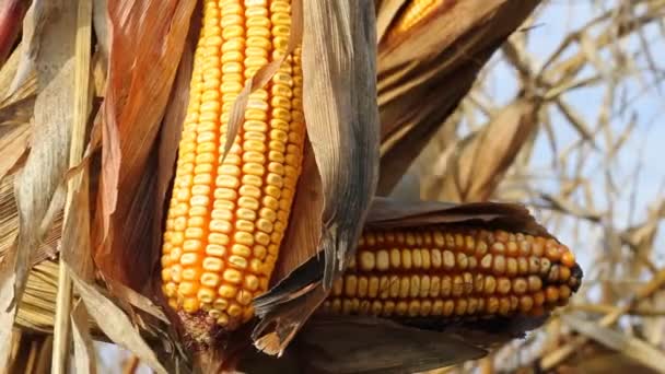 Ripe corn in the field — Stock Video
