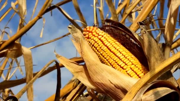 Maíz maduro en el campo — Vídeo de stock