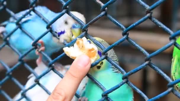 Homme nourrir les Budgerigars — Video