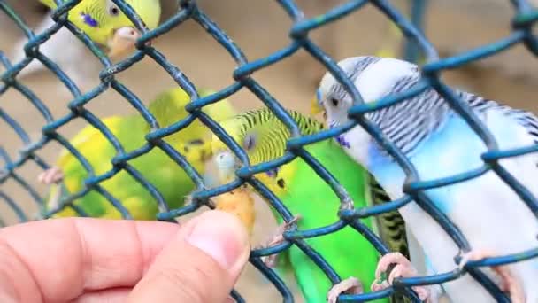 Man feed the Budgerigars — Stock Video