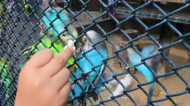 Children feed the Budgerigars — Stock Video