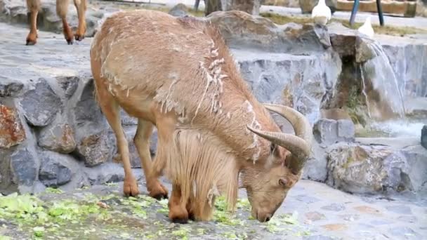Alimentar a una gamuza en el zoológico — Vídeos de Stock