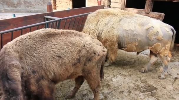 Buffalo e pinto no zoológico — Vídeo de Stock