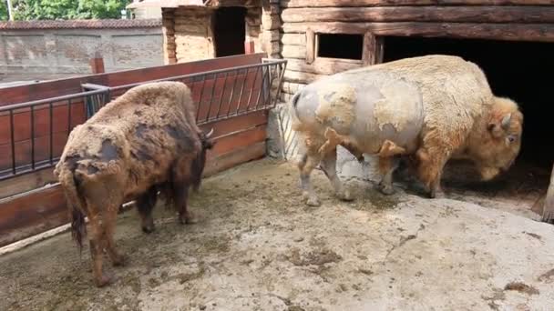 Buffalo en el zoológico — Vídeos de Stock