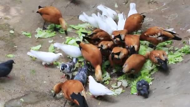 Ankor och duvor äta tillsammans på zoo — Stockvideo
