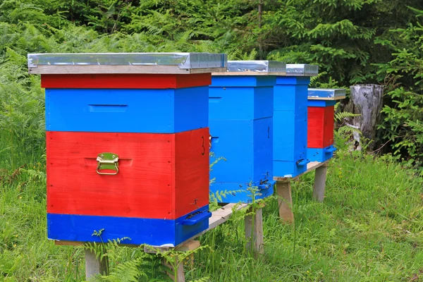 Bienenstöcke auf einer Wiese — Stockfoto