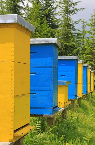 Bienenstöcke auf einer Wiese — Stockfoto