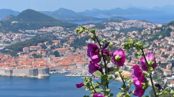 Dubrovnik e flores em Croácia — Vídeo de Stock