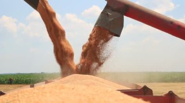 taze aktarma buğday hasat