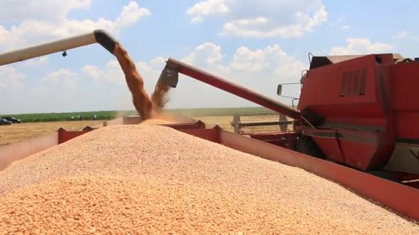 Cosechadoras que transfieren trigo cosechado — Vídeos de Stock