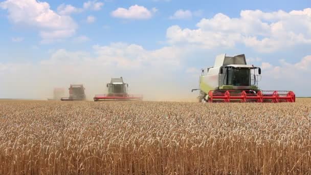 Üç çalışma hasat toplama kombaynları — Stok video