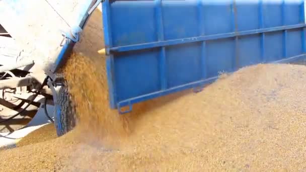 Corn grain in a agricultural silo — Stock Video