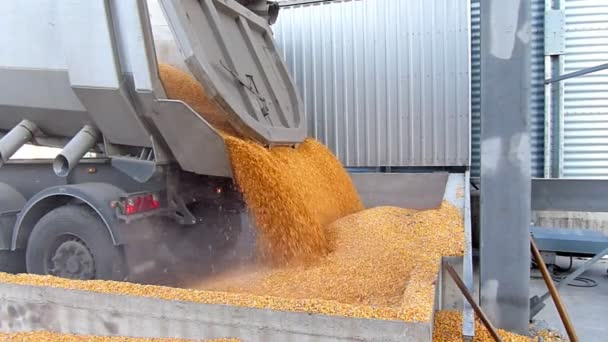 Grão de milho em um silo agrícola — Vídeo de Stock