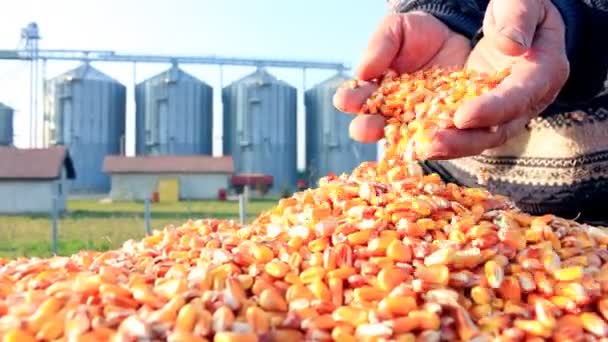 Maiskorn in der Hand nach guter Ernte — Stockvideo
