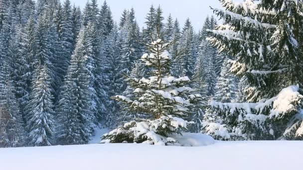 Winter landscape with snowflakes on the mountain — Stock Video