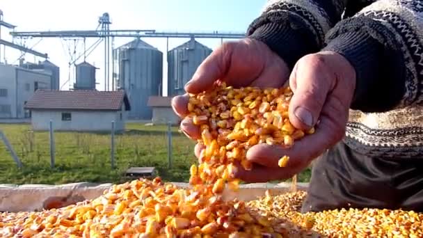 Grano de maíz en una mano después de una buena cosecha — Vídeo de stock