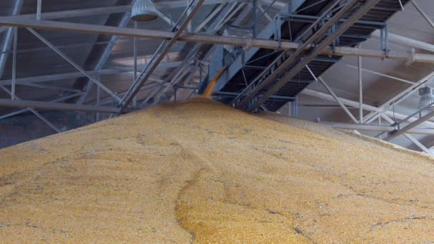 Grains of corn in the agricultural silo — Stock Video