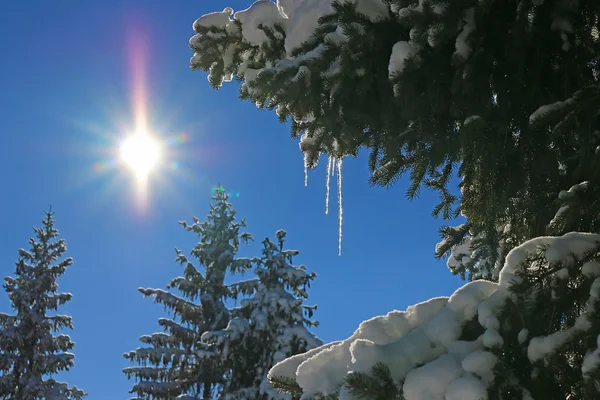 冷杉树与雪和冰柱 — 图库照片