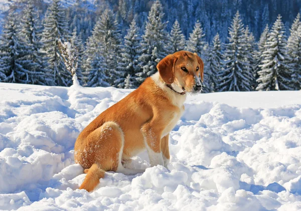 Cane nella neve sulla montagna — Foto Stock
