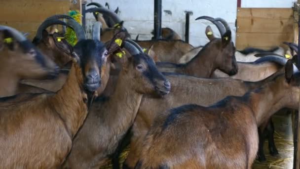 Geiten op de boerderij — Stockvideo