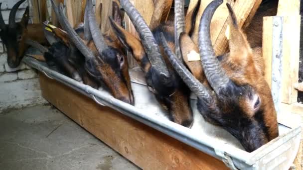 Chèvres à la ferme 
